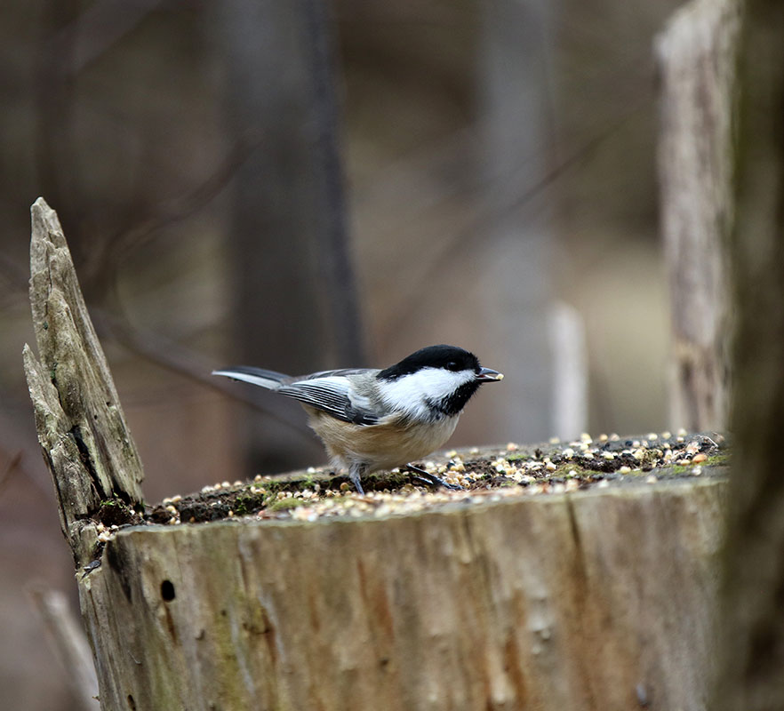 Le Saint-Denisien - édition novembre 2024